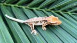 HOLDBACK BRIGHT WHITE Triclor Harlequin Lilly White Crested Gecko