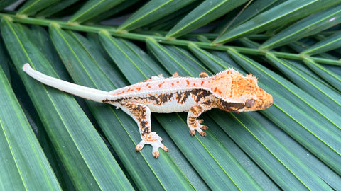 HOLDBACK BRIGHT WHITE Triclor Harlequin Lilly White Crested Gecko