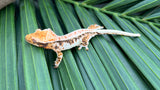 HOLDBACK BRIGHT WHITE Triclor Harlequin Lilly White Crested Gecko