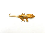 Tricolor Extreme Harlequin Pinstripe Crested Gecko