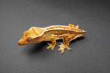 Tricolor Quadstripe Whiteout Crested Gecko