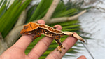 Tricolor Pinstripe Crested Gecko
