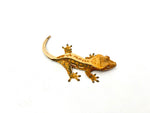 Tricolor Extreme Harlequin Pinstripe Crested Gecko