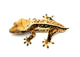 Tricolor Whiteout Quadstripe Crested Gecko
