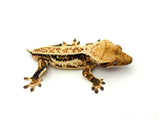 Tricolor Whiteout Quadstripe Crested Gecko