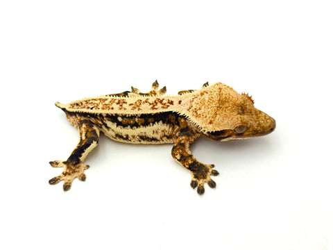 Tricolor Whiteout Quadstripe Crested Gecko