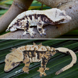 Tricolor Extreme Harlequin Crested Gecko