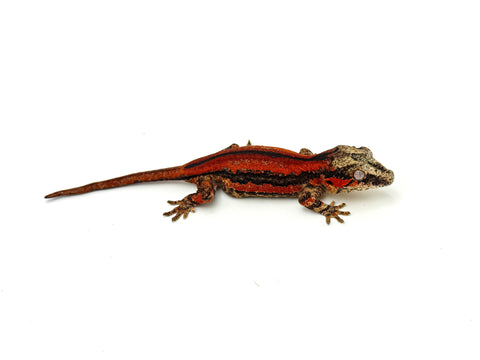 Red Striped Gargoyle Gecko (TAMPAX offspring)