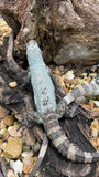 Iguana body  on a rocky surface with pebbles and wood