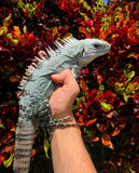 Iguana held in a hand with colorful foliage in the background