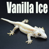 Gargoyle Gecko Mystery Box