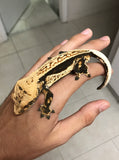 Perfect Whiteout Quadstripe Emptyback Dalmatian Crested Gecko