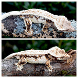 Whitewall Pinstripe Crested Gecko (Emily Burke line)