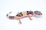 West Indian Leopard Gecko