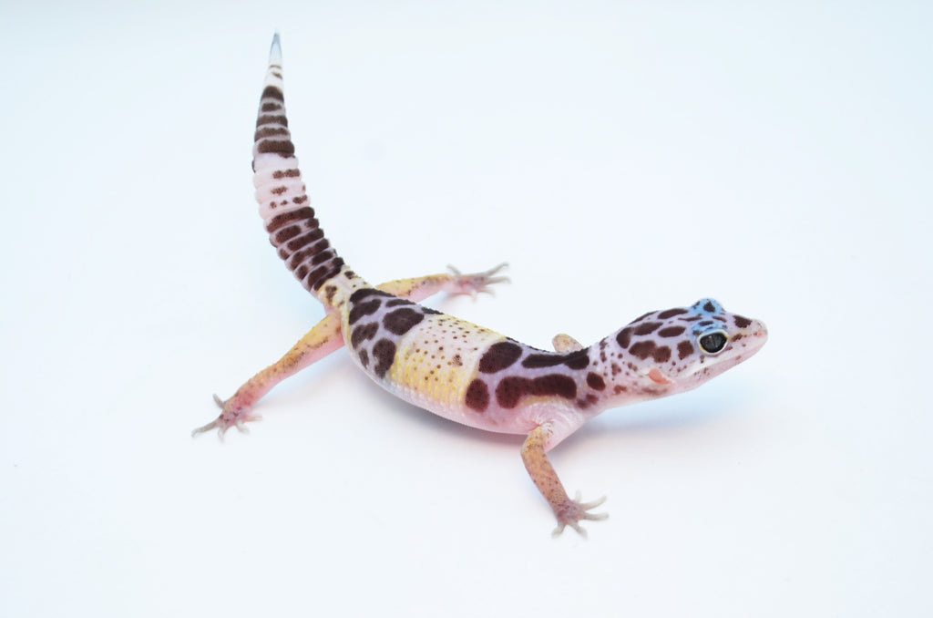Gecko Indiana West Indian Leopard Gecko – TikisGeckos