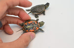 Western Painted Turtle