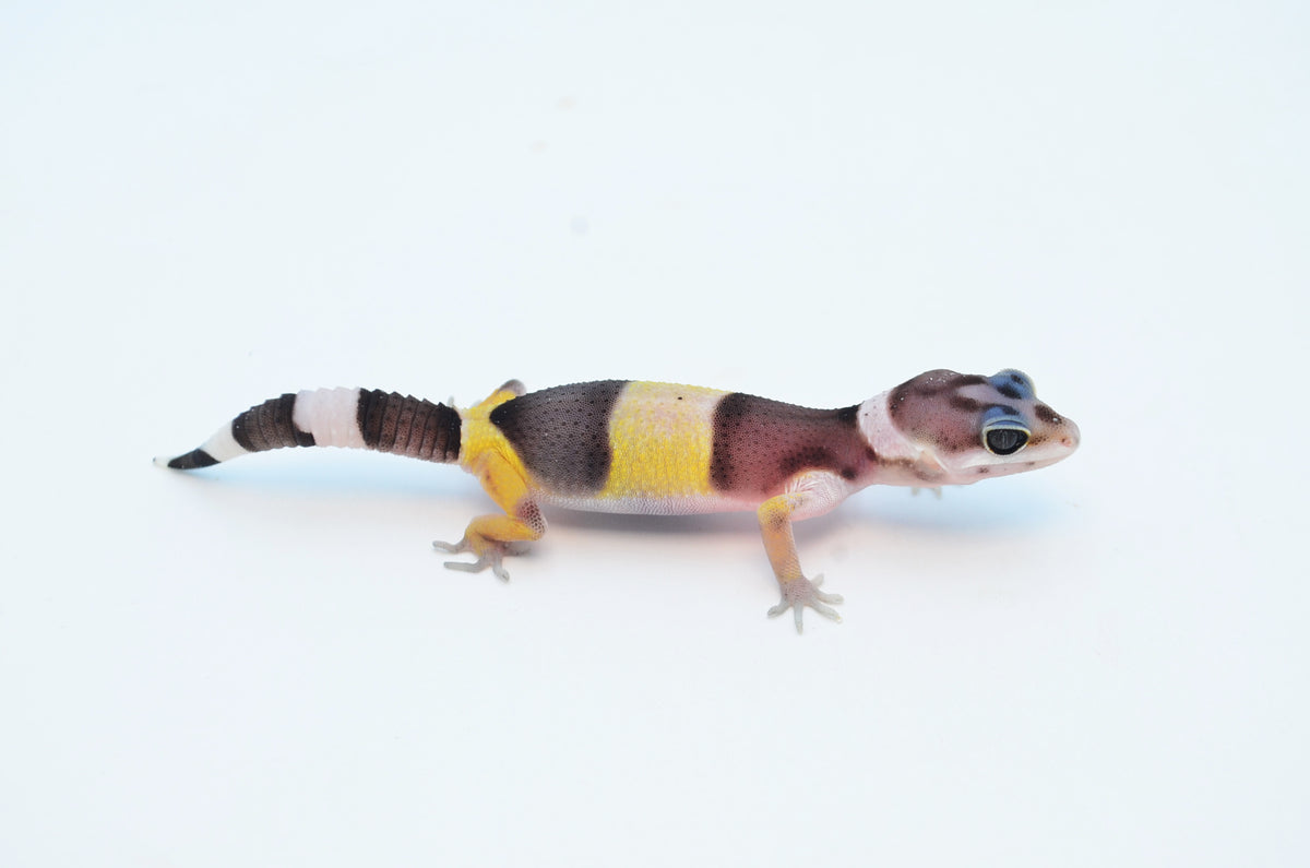 Baby West Indian Leopard Gecko – TikisGeckos