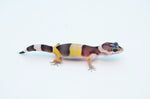 West Indian Leopard Gecko