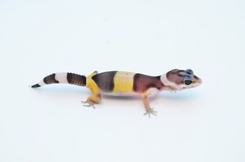 Gecko Indiana West Indian Leopard Gecko – TikisGeckos