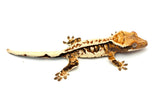 Drippy Whitewall Quadstripe Crested Gecko