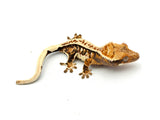 Drippy Whitewall Quadstripe Crested Gecko