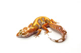 White & Yellow Tremper Jungle Leopard Gecko
