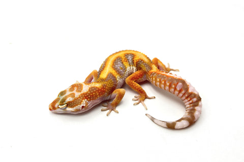 White & Yellow Tremper Jungle Leopard Gecko