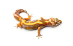 White & Yellow Tremper Jungle Leopard Gecko