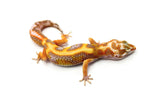 White & Yellow Tremper Jungle Leopard Gecko