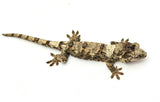 White Collar Pine Island Mossy Prehensile Tail Gecko