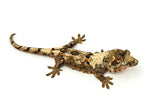 White Collar Pine Island Mossy Prehensile Tail Gecko