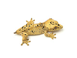 Yellow Super Dalmatian Crested Gecko
