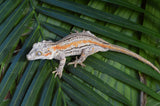 Orange Striped Gargoyle Gecko (White Boy offspring)