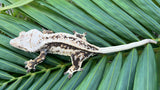 PERFECT Whitewall Quadstripe Crested Gecko