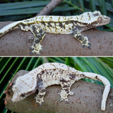 Whitewall Harlequin Crested Gecko