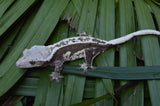 White Pinstripe Dalmatian Crested Gecko