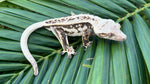 PERFECT Whitewall Quadstripe Crested Gecko