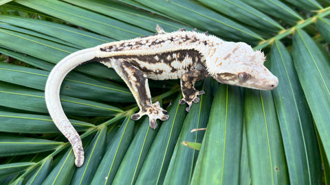 PERFECT Whitewall Quadstripe Crested Gecko
