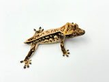 Whiteout Harlequin Pinstripe Crested Gecko