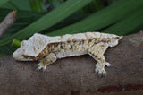 White Spot Red Extreme Harlequin Crested Gecko