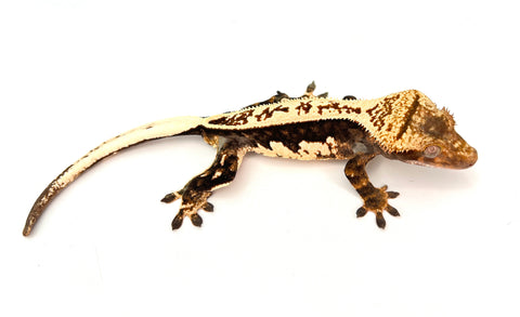 Incredible Whitewall Pinstripe Crested Gecko