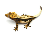 Incredible Whitewall Pinstripe Crested Gecko