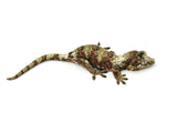 White Collar Pine Island Mossy Prehensile Tail Gecko