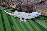 Orange Striped Adult Male Gargoyle Gecko