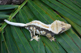 Dark and Cream Whiteout Pinstripe Crested Gecko