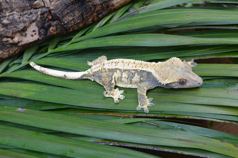 Lavender & White Harlequin Pinstripe Crested Gecko