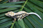 Dark and Cream Whiteout Pinstripe Crested Gecko