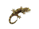 Pine Island Mossy Prehensile Tail Gecko