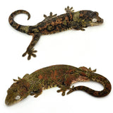 White Collar Pine Island Mossy Prehensile Tail Gecko