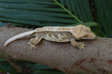 Whitewall Pinstripe Crested Gecko (Paper White)
